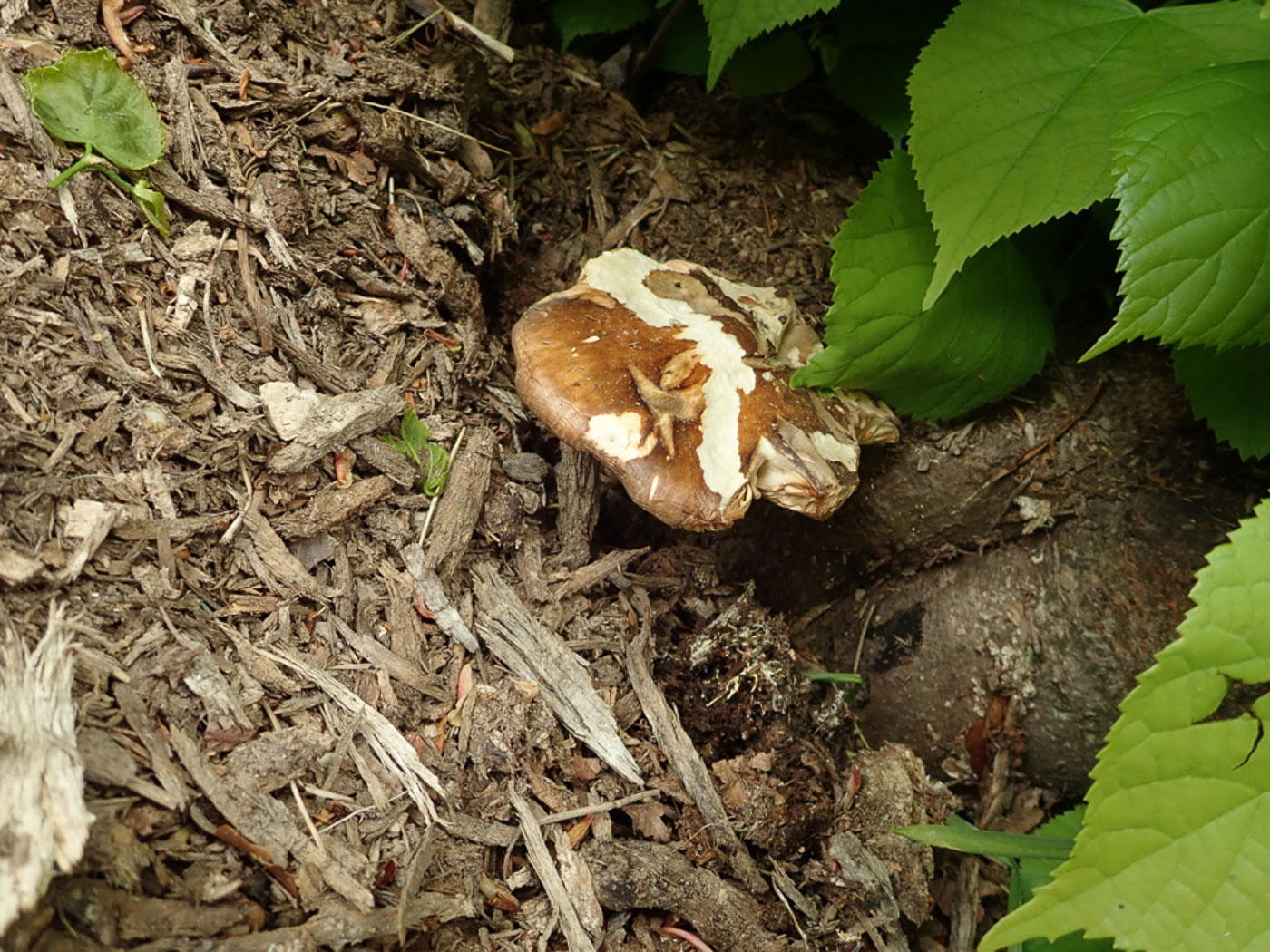 Photo © Penny Cullington Pluteus cervinus by Penny Cullington